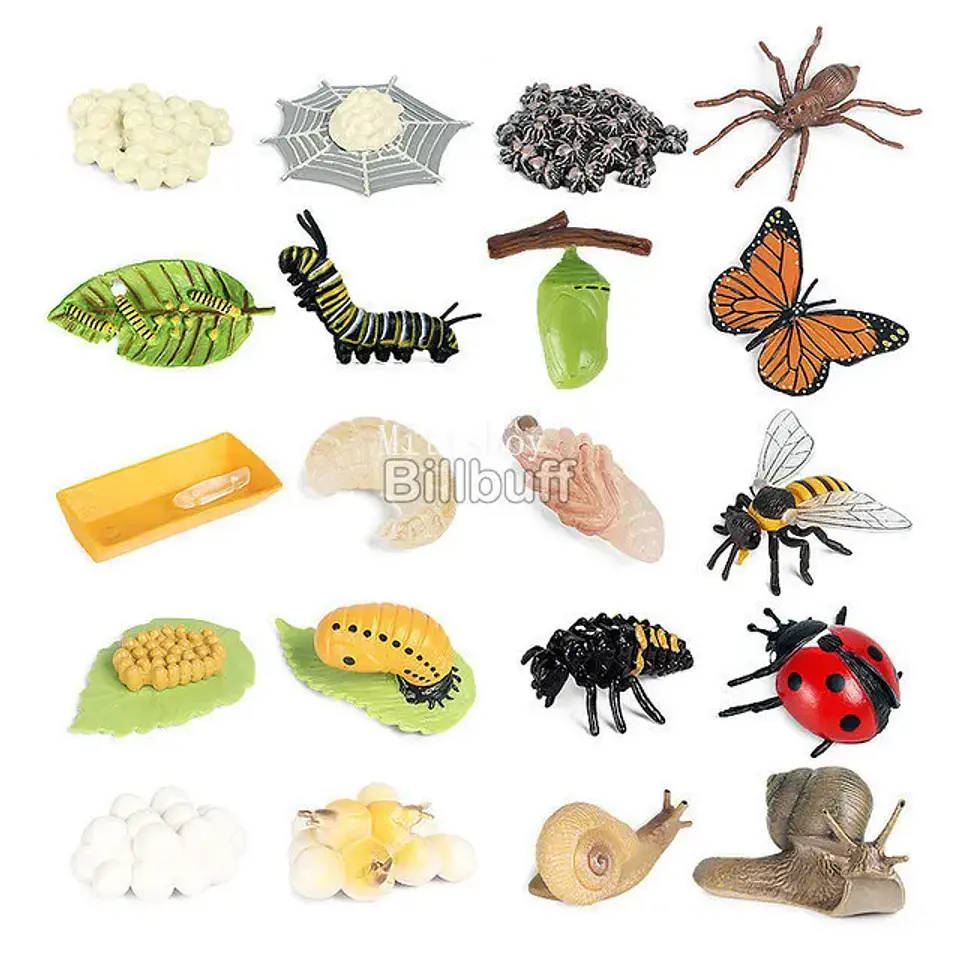 Montessori life cycle le cycle de vie English Placa De Video Frog Butterfly Seeds Cyclus Bij Ant teaching aids Educationals Toys 30