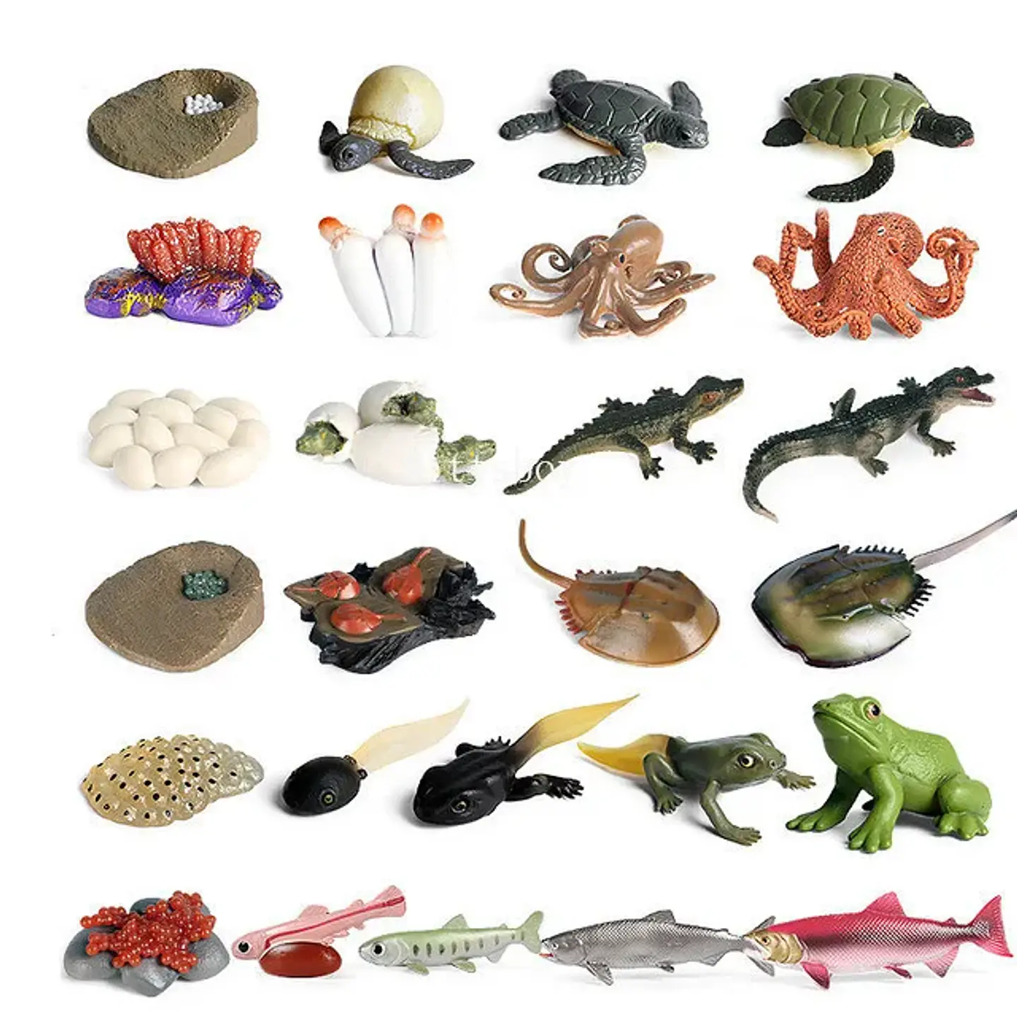 Montessori life cycle le cycle de vie English Placa De Video Frog Butterfly Seeds Cyclus Bij Ant teaching aids Educationals Toys 33