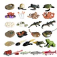 Montessori life cycle le cycle de vie English Placa De Video Frog Butterfly Seeds Cyclus Bij Ant teaching aids Educationals Toys - Thumbnail 33