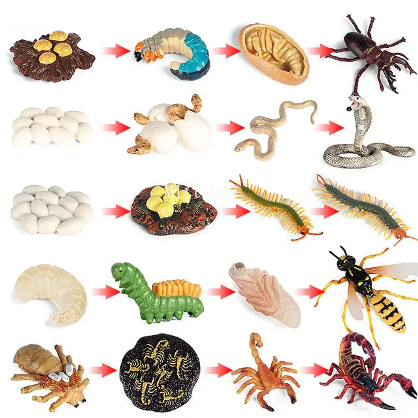 Montessori life cycle le cycle de vie English Placa De Video Frog Butterfly Seeds Cyclus Bij Ant teaching aids Educationals Toys 34