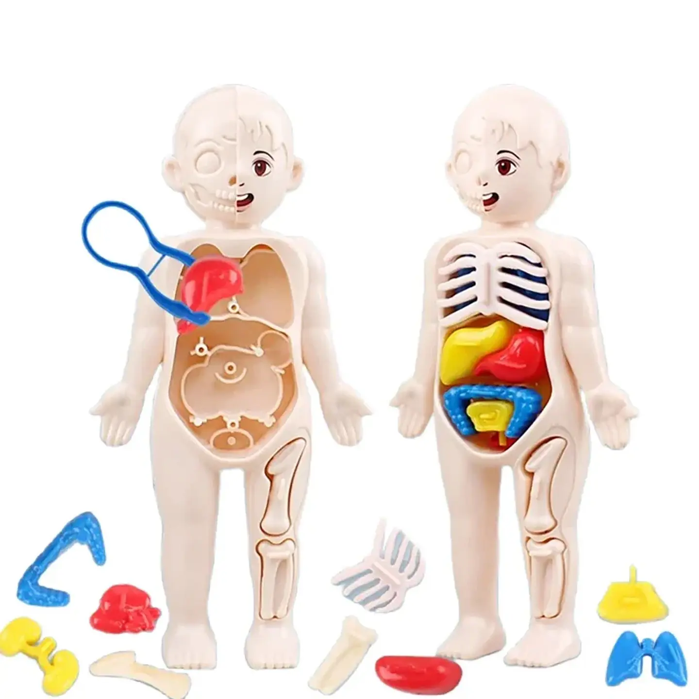 Human Anatomy Model for Kids DIY Educational Science Toy 1