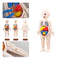 Human Anatomy Model for Kids DIY Educational Science Toy - Thumbnail 5
