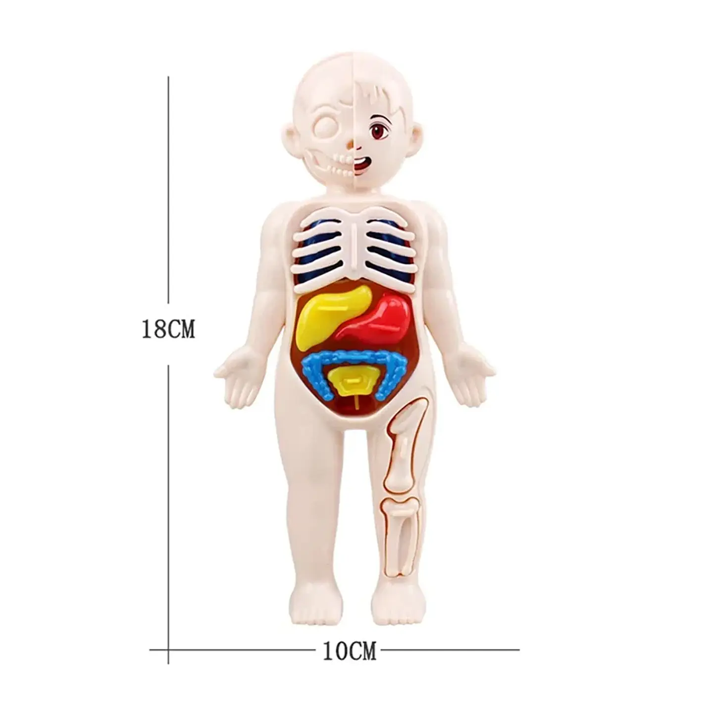 Human Anatomy Model for Kids DIY Educational Science Toy 6