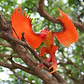 Oenux – Figurines de dragon et de phénix mythiques : modèles de créatures fantastiques en PVC pour enfants - vignette 55