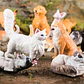 Oenux Mini Animal Figures PVC Zoo Model Set - vignette 2