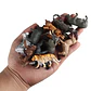 Oenux Mini Animal Figures PVC Zoo Model Set - vignette 6