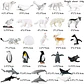 Oenux Mini Animal Figures PVC Zoo Model Set - vignette 12