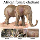 Oenux Elephant Figure Realistic PVC Wildlife Model - thumbnail 44