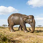Oenux Elephant Figure Realistic PVC Wildlife Model - thumbnail 59