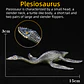 Jurassic Dinosaur Figure Collection – Realistic PVC - thumbnail 16