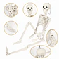 Movable Skeleton Decoration – Halloween Prop - thumbnail 2