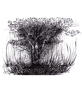 Serie Geoffroea decorticans/Chañar árbol