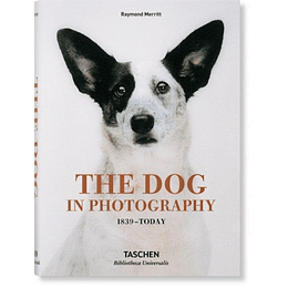 The Dog In Photography