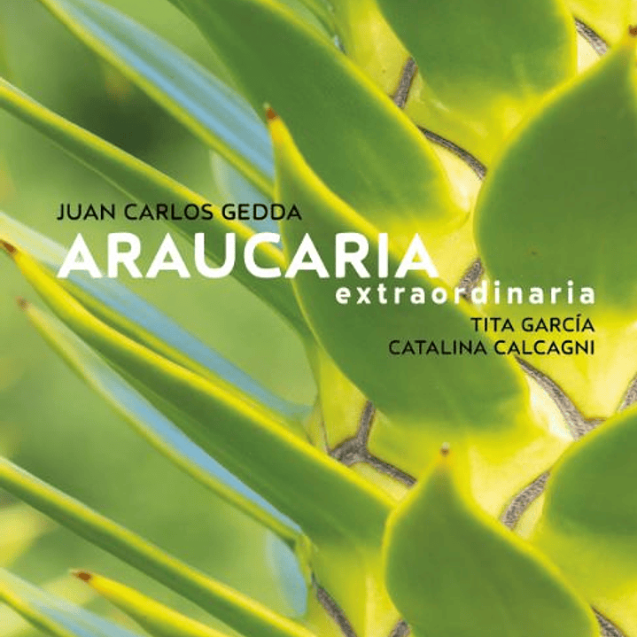 Araucaria Extraordinaria 1