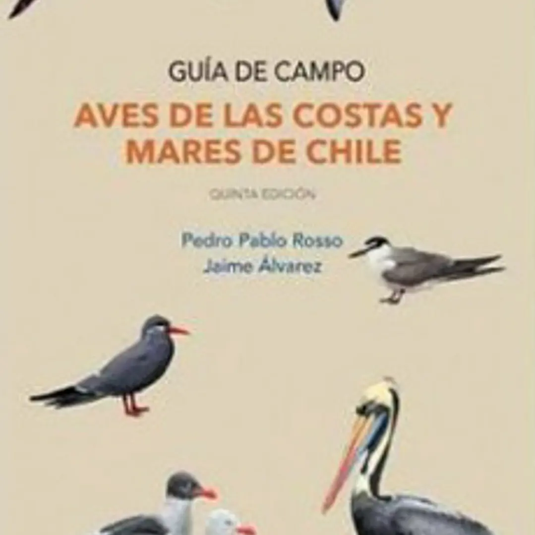 Aves De Las Costas Y Mares De Chile 1