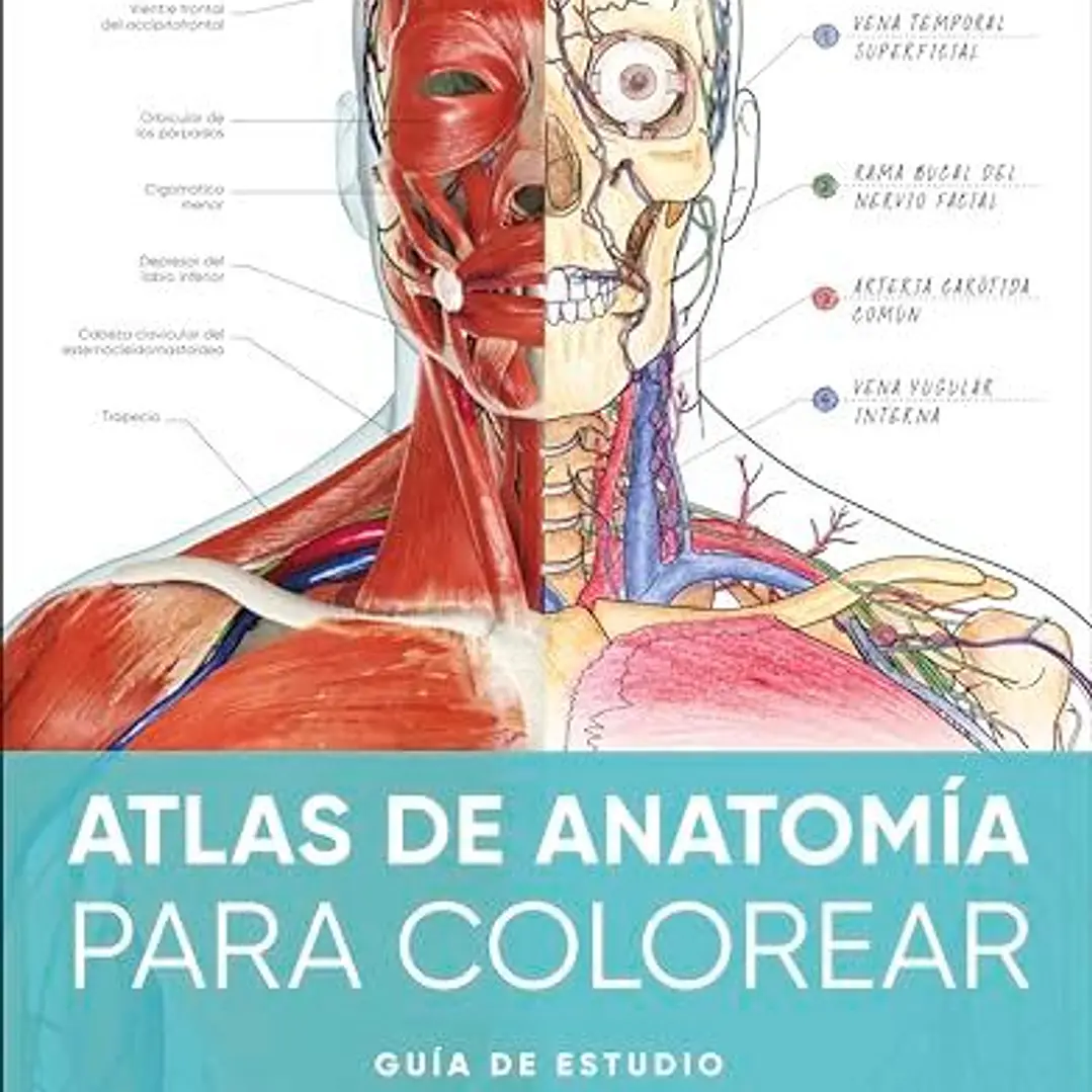 Atlas De Anatomía Para Colorear: Guía De Estudio  	 1