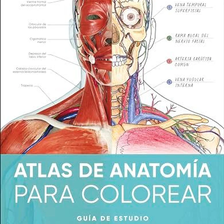Atlas De Anatomía Para Colorear: Guía De Estudio  	 1