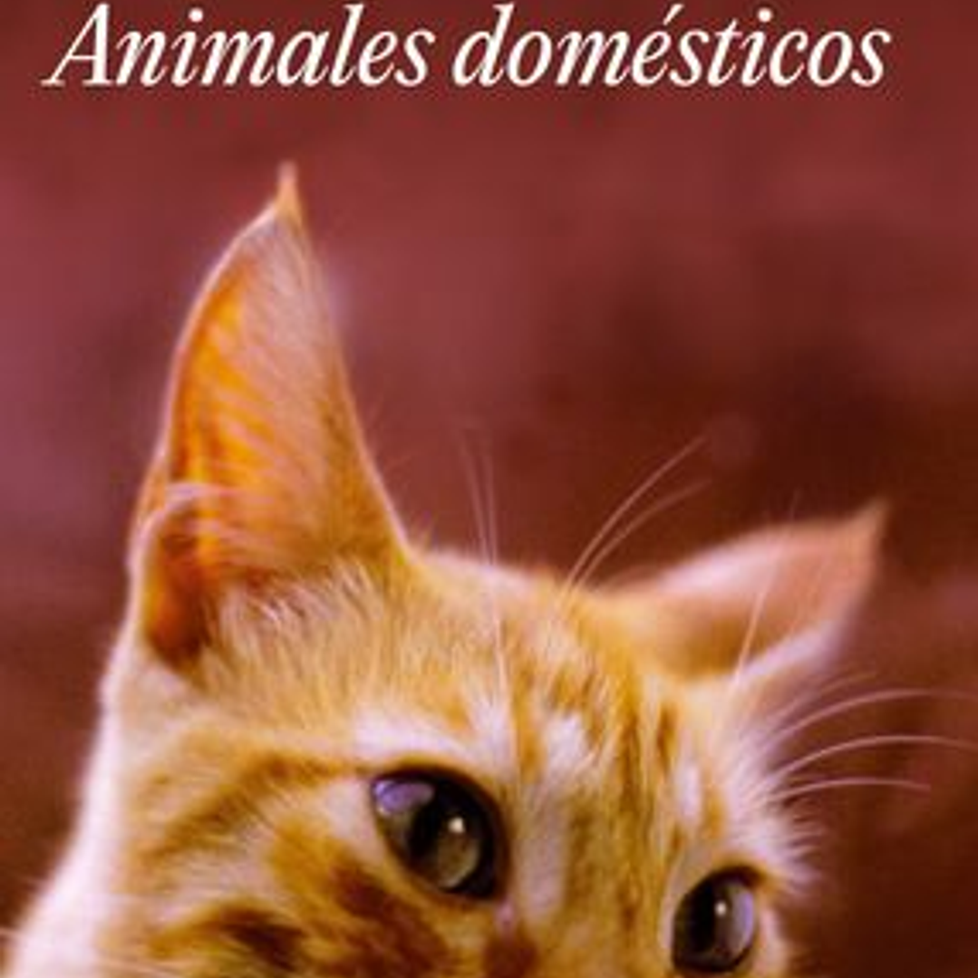 Animales Domesticos 1