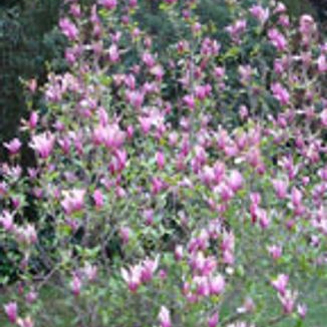 Cuentos Con Alma V 1