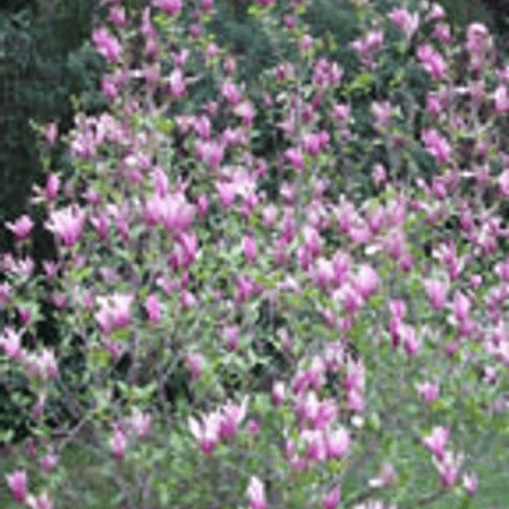 Cuentos Con Alma V 1