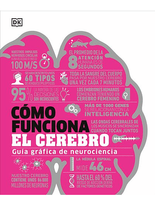 Como Funciona El Cerebro