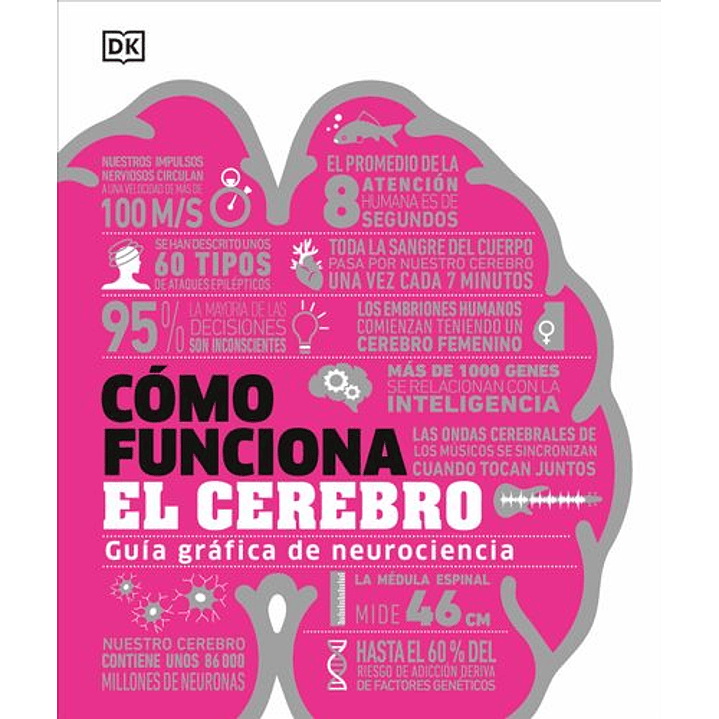 Como Funciona El Cerebro 1