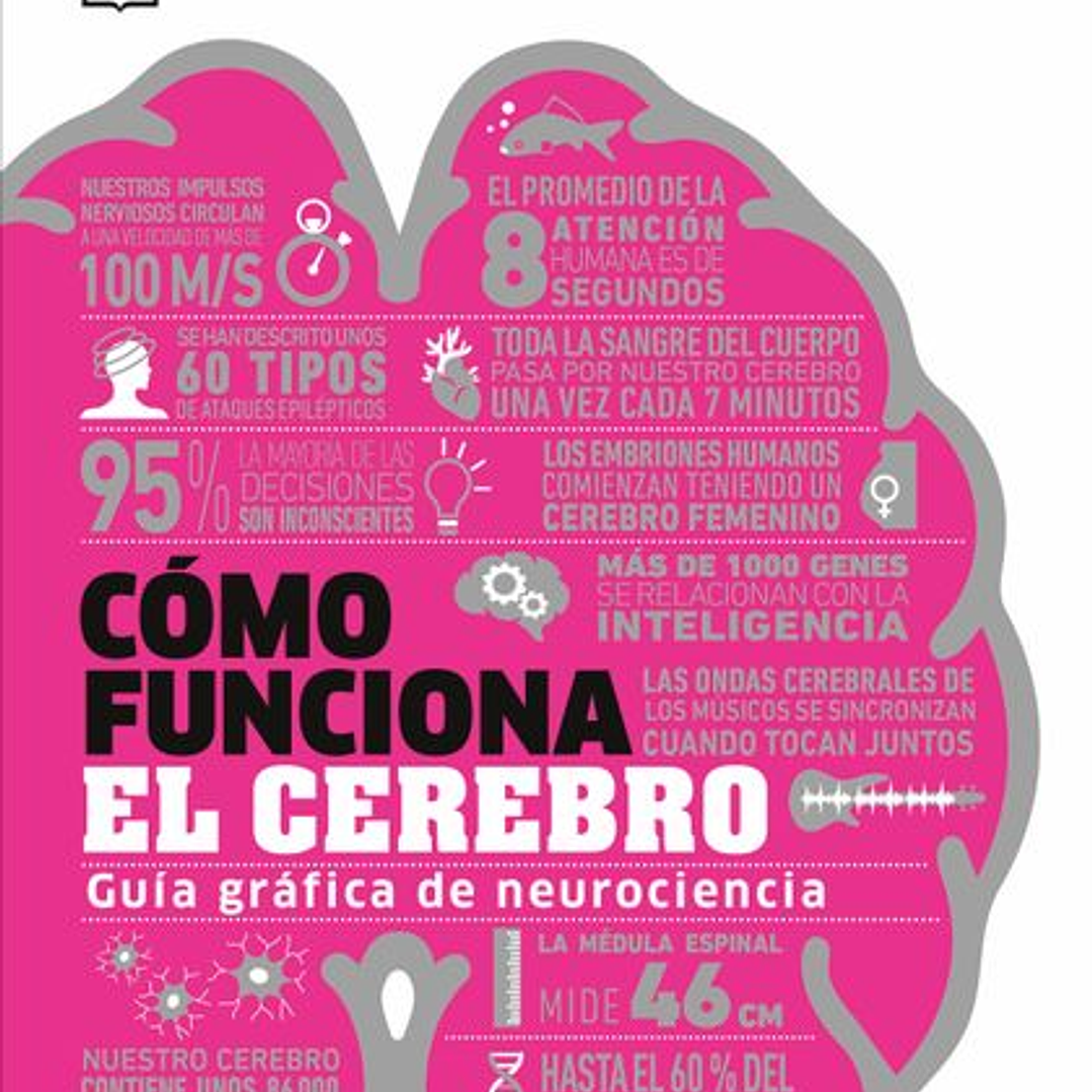 Como Funciona El Cerebro 1