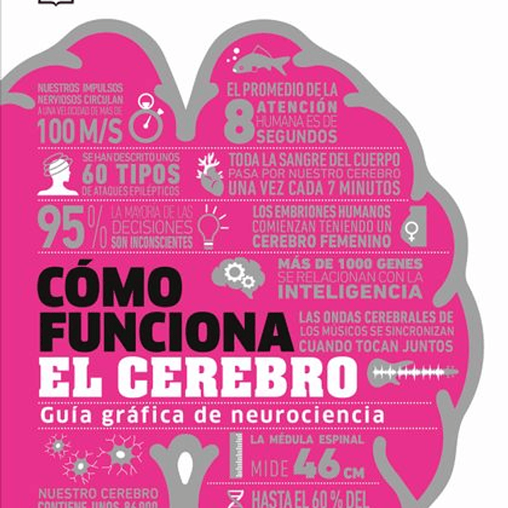 Como Funciona El Cerebro 1