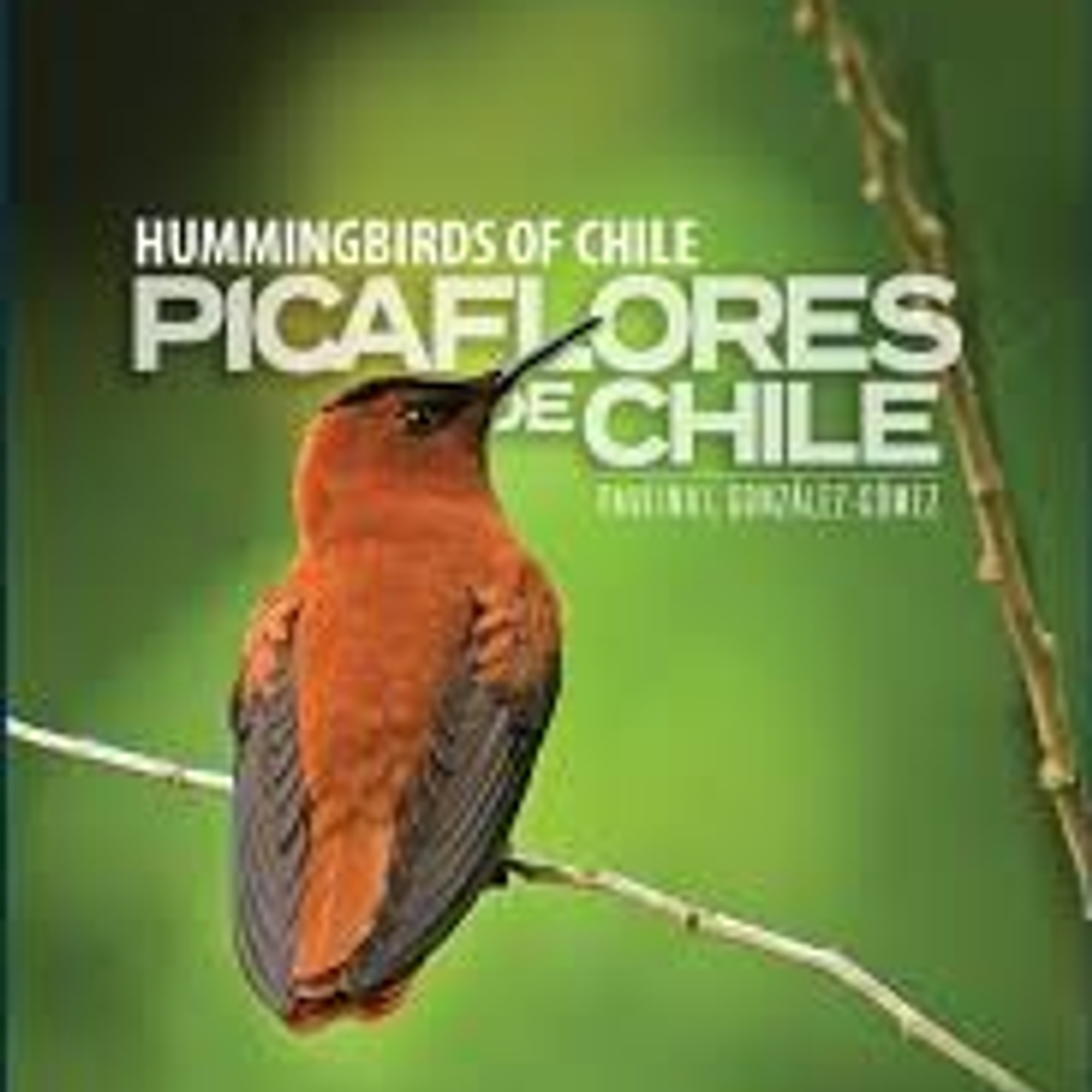 Picaflores De Chile 1