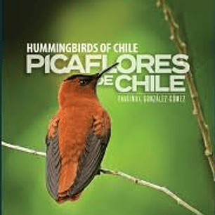 Picaflores De Chile
