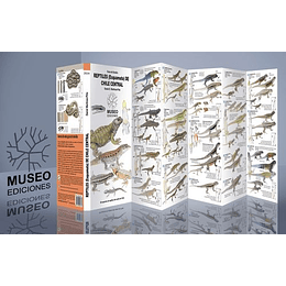 Guia Reptiles (Esquamata) De Chile Central