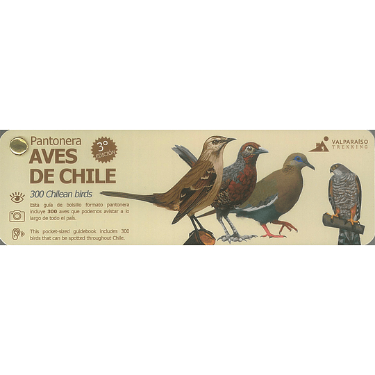 Pantonera Aves De Chile