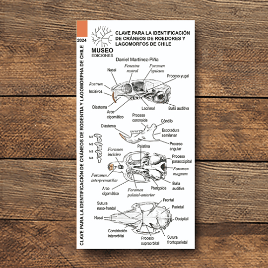 Guia De Identificacion De Craneos De Roedores Y Lagomorfos