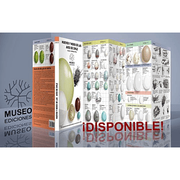 Huevos Y Nidos De Las Aves De Chile 