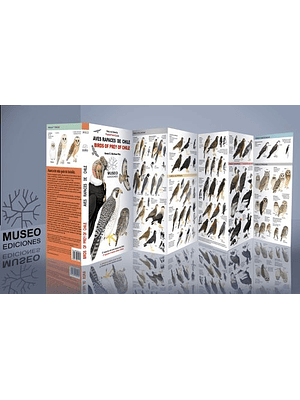 Guia Aves Rapaces De Chile