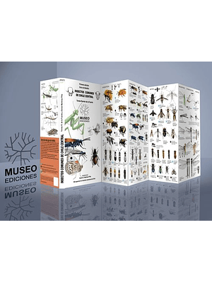 Guia Insectos Comunes De Chile Central