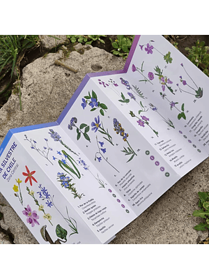 Guia Flora Silvestre De Chile Zona Central