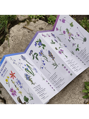 Guia Flora Silvestre De Chile Zona Central 1