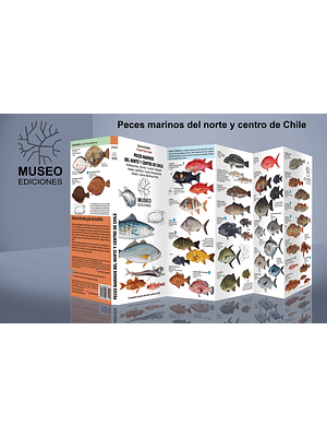 Guia Peces Marinos Del Norte Y Centro De Chile