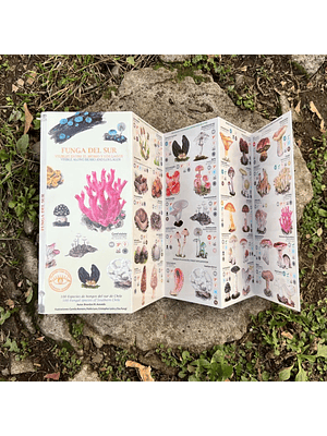 Guia Funga Del Sur Visibles Entre El Biobio Y Los Lagos