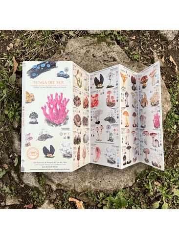 Guia Funga Del Sur Visibles Entre El Biobio Y Los Lagos 1
