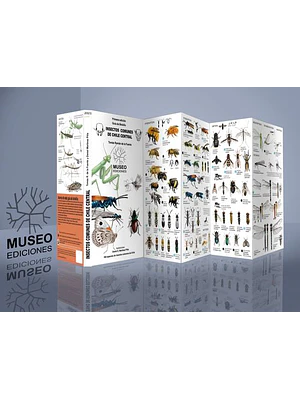 Guia Insectos Comunes De Chile Central