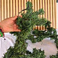 3 MTS GUIA GUIRNALDA VERDE/ ADORNO NAVIDEÑO MOD# ZG-270T- - Miniatura 5