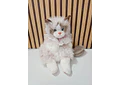 🥰MOCHILA DE PELUCHE DISEÑO GATO 🐱