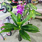 PLANTA ARTIFICIAL (ORQUÍDEA🪻) MOD# M/SG5177 - Miniatura 2