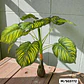 PLANTA ARTIFICIAL DE ORNATO PARA DECORAR MOD# M/SG5171, 172, 176🪴 - Miniatura 2