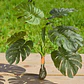 PLANTA ARTIFICIAL DE ORNATO PARA DECORAR MOD# M/SG5171, 172, 176🪴 - Miniatura 3