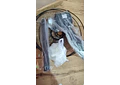 VENTILADOR DE 16 PULGADAS MOD# FS-40