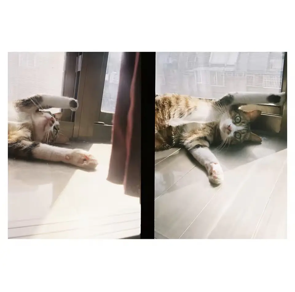 Preventa Cámara Kodak Vintage Ektar H35n Half Frame 4