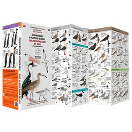 Guia De Bolsillo Aves Marinas Y Playeras De Chile